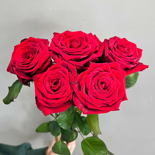 Классические розы