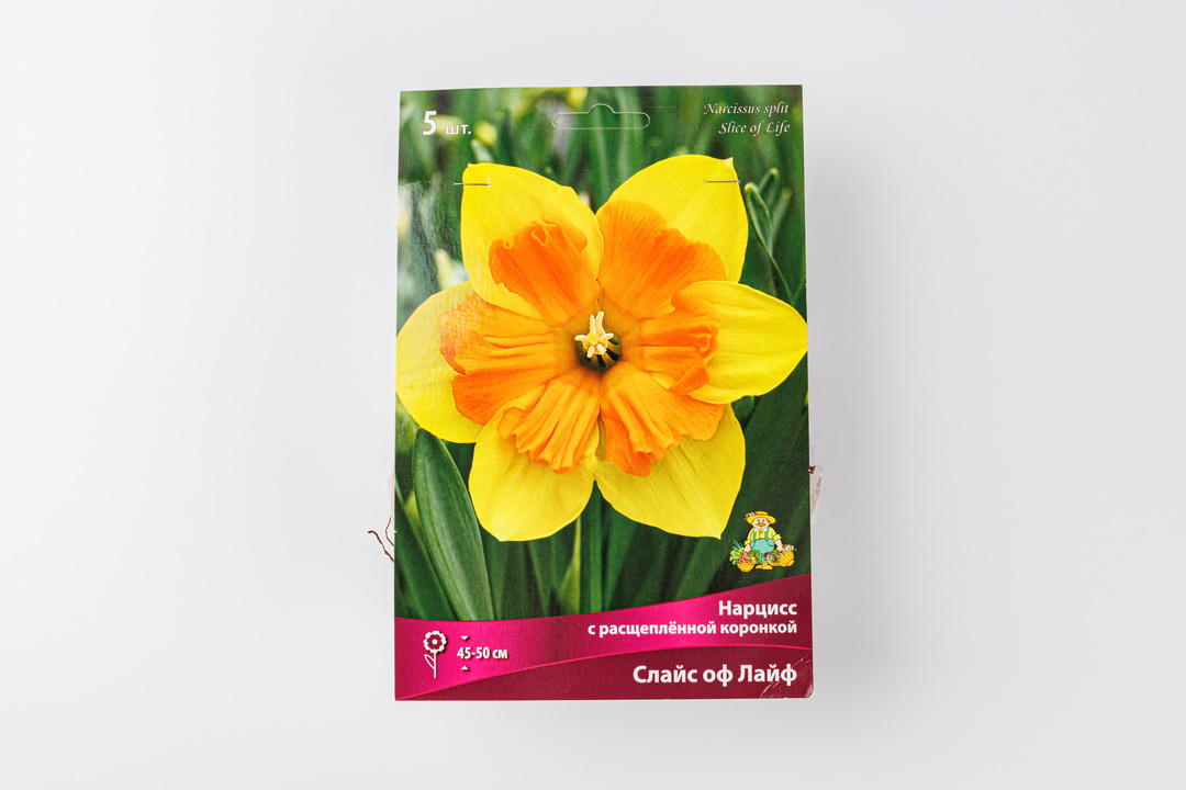 

Луковицы Нарцисс с расщепленной коронкой "Слайс оф Лайф" в капере 5 шт.