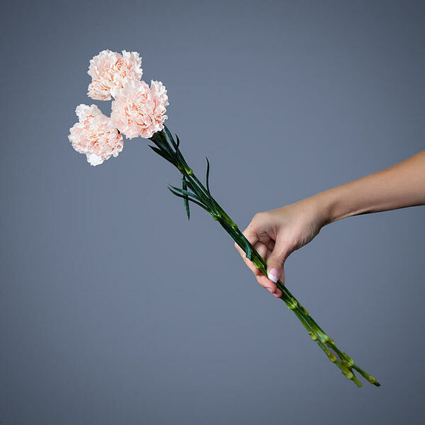 Гвоздика кремовая 3ст