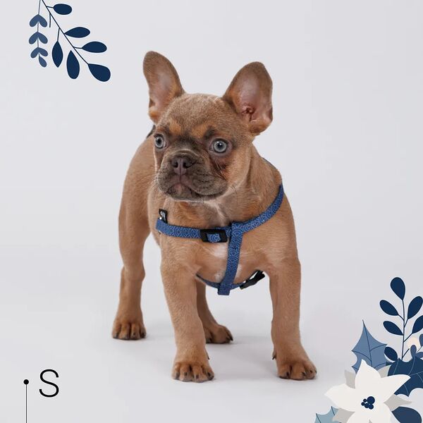 Шлейка нейлоновая для собак и кошек Синяя чешуя, S, обхват груди 35-53 см