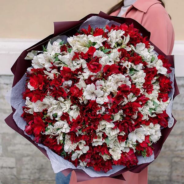 Букет из 101 красной и белой альстромерии