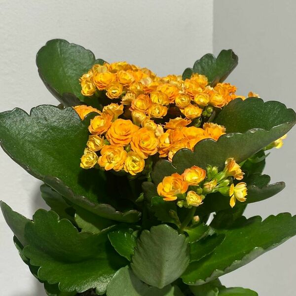 Каланхоэ в горшочке