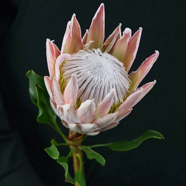 Протея Кинг