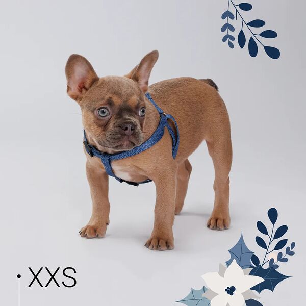 Шлейка нейлоновая для собак и кошек Синяя чешуя, XXS, обхват груди 28-38 см