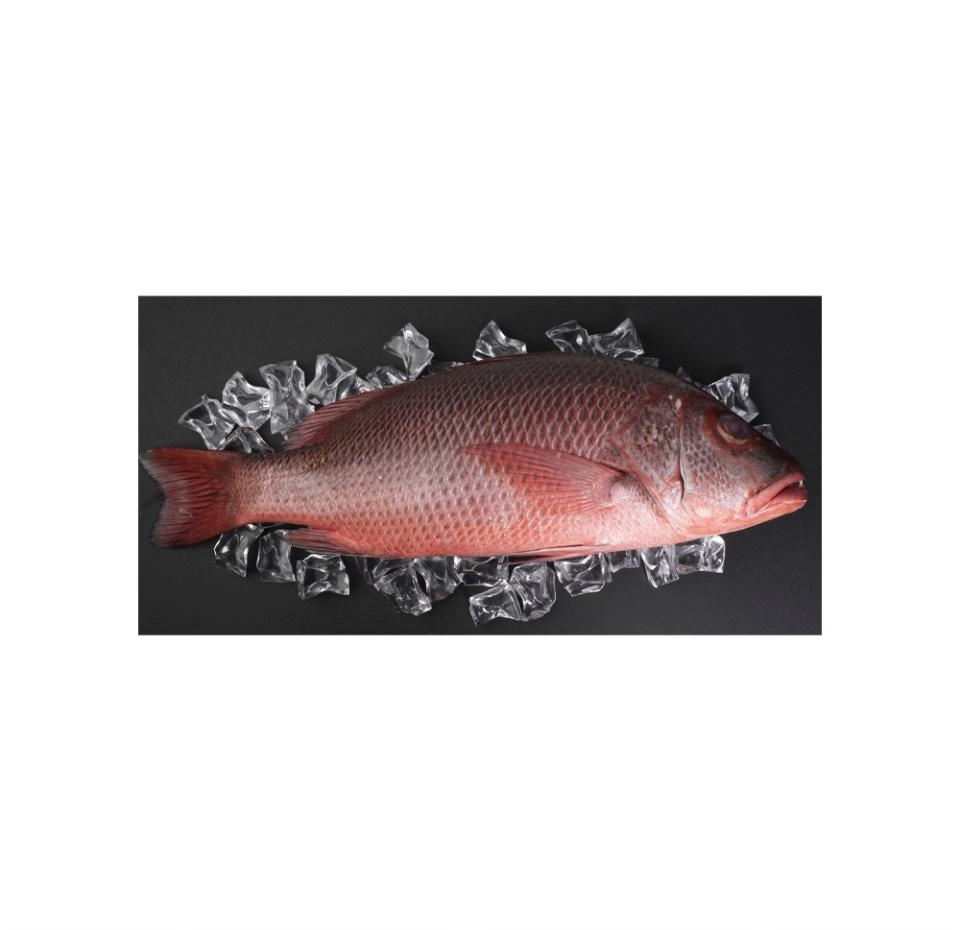 

Луциан толстогубый охлажденный, Индия