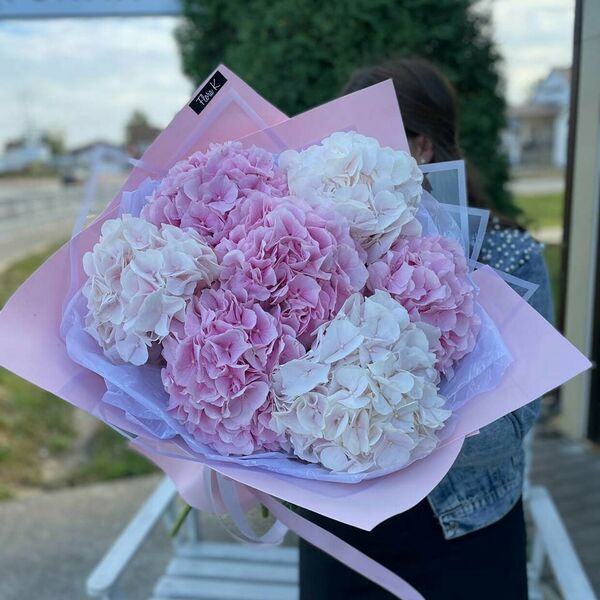 Гортензия х7