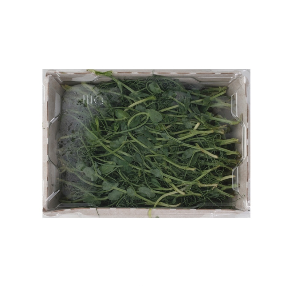 

Микрозелень Гороха