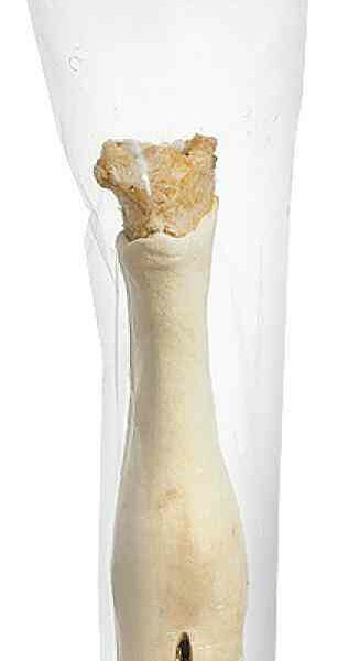 Лакомство для собак Titbit Нога говяжья