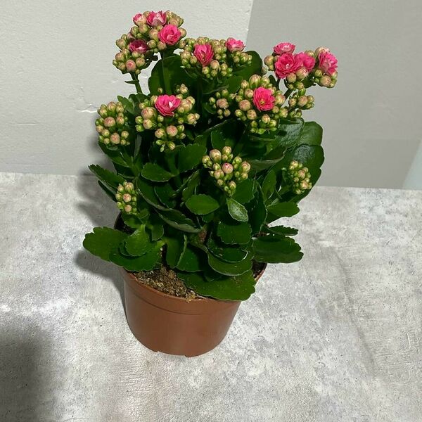 Комнатное растение Каланхоэ