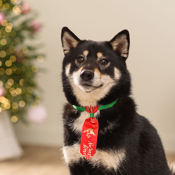 Галстук для кошек и собак красный с оленем Merry Christmas, 20-35 см