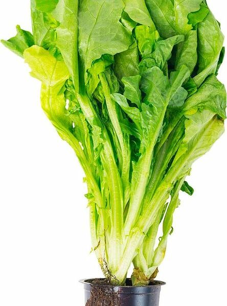 Салат Дуболистный зеленый в горшке, 1шт