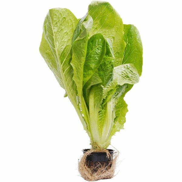 Салат Ромэн Маркет Fresh в горшочке 250 г