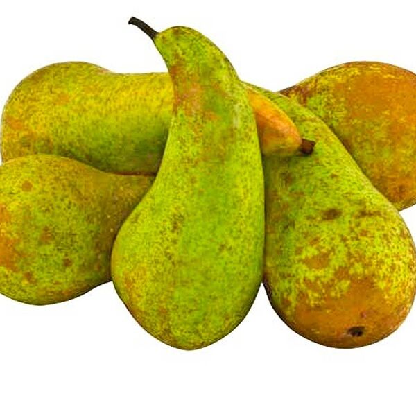 Груша конференция