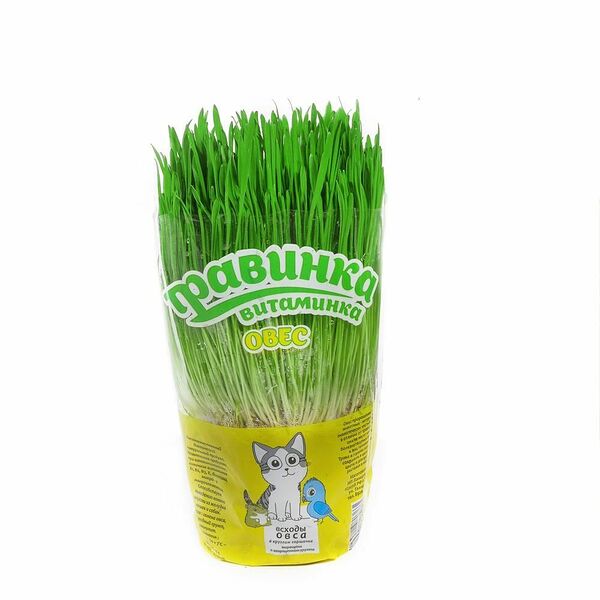 Травка в круглом/квадратном горшочке с кашпо овес пророщенный 10,5см