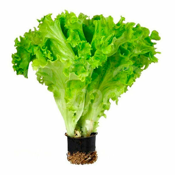 Салат листовой в горшочке