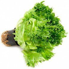 Салат Фриллис в горшочке