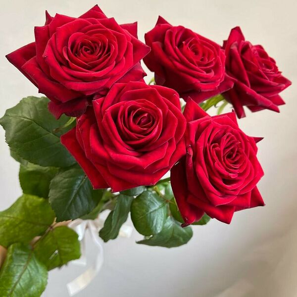 5 высоких роз