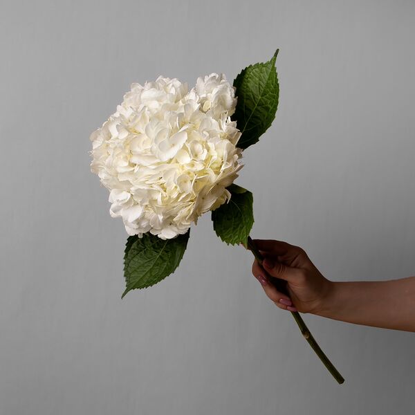 Букет цветов из Гортензия 