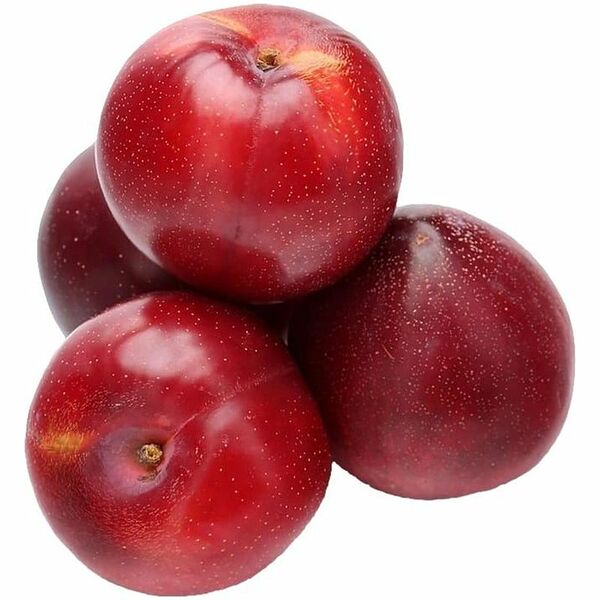 Слива красная