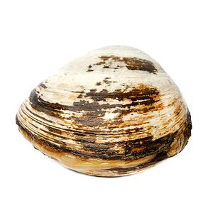 Спизула живая