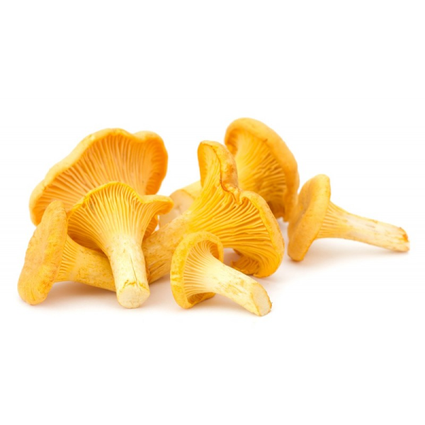 Грибы лисички