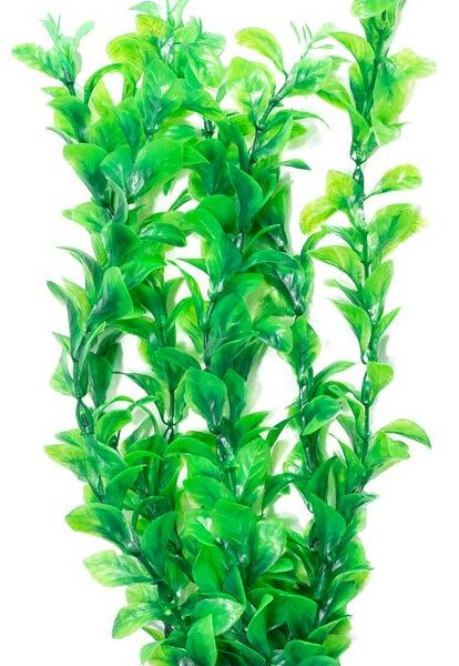 Растение Laguna 