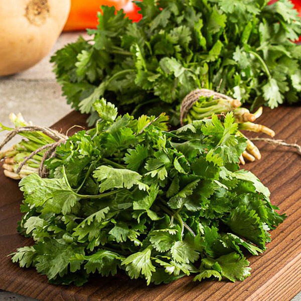 Кинза свежая