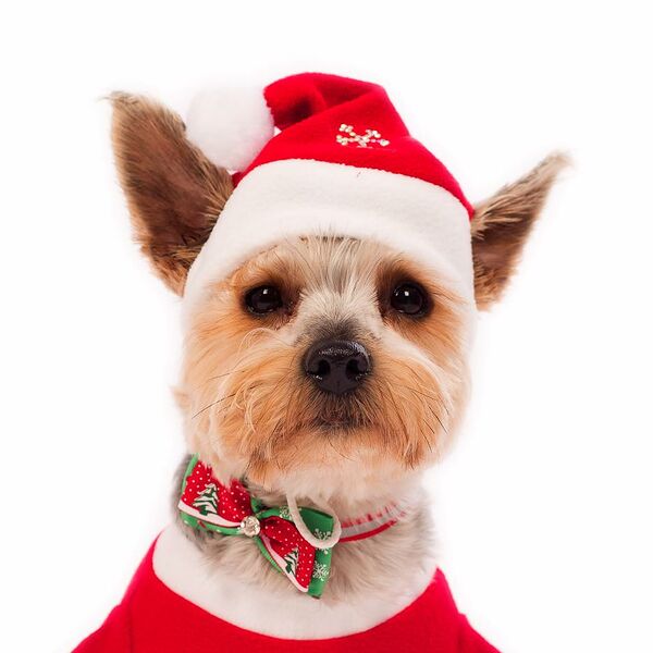 Колпак для собак Дед Мороз M красный (мальчик)