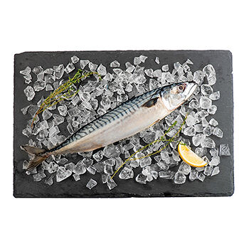 Скумбрия Атлантический океан Фишерис