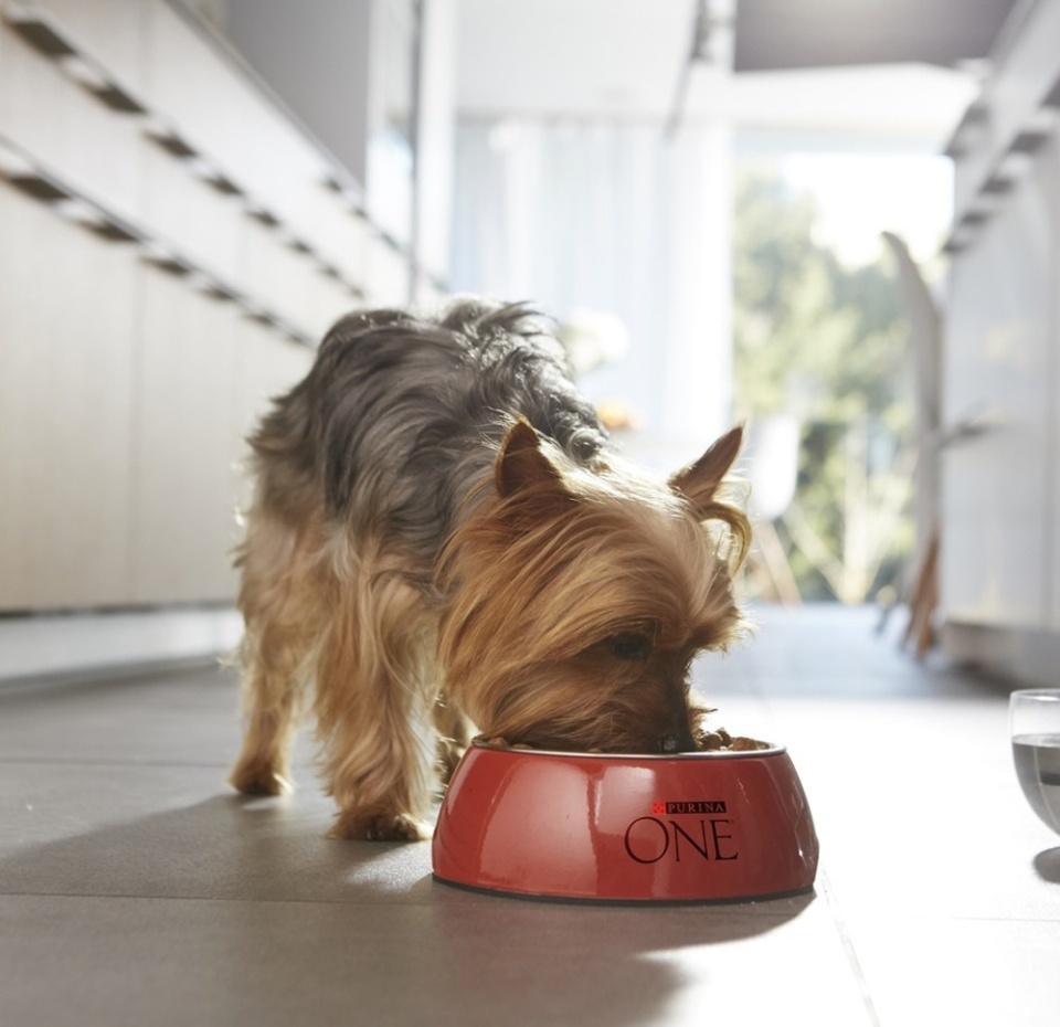 

Корм для собак PURINA ONE Mini для активных, с курицей и рисом сухой 600г