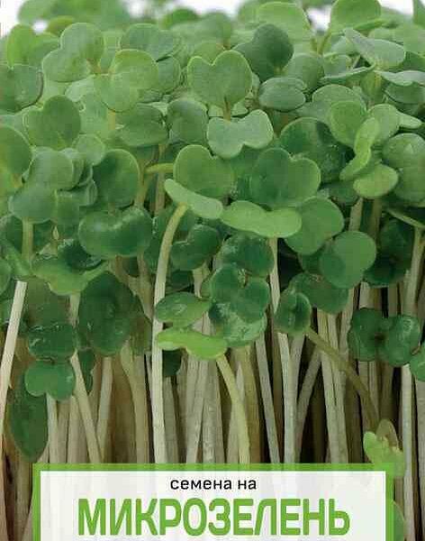 Семена на микрозелень Индау Рукола культурная Поиск Инвест