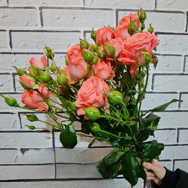 Кустовая коралловая роза