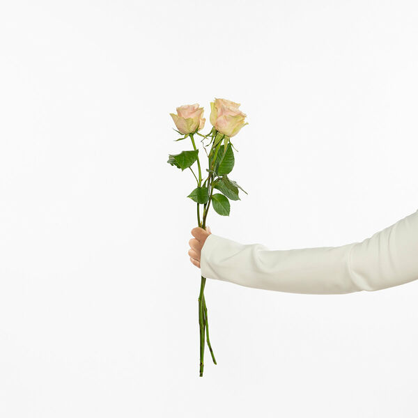 Нежно-белые розы