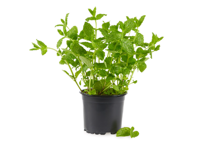 Мята в горшочке