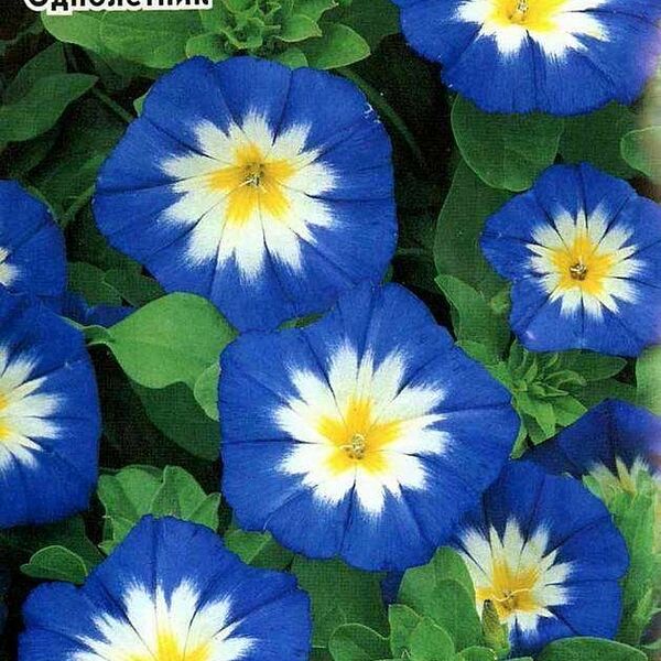 Семена Вьюнок Трехцвет пилигрим ТМ Удачные семена