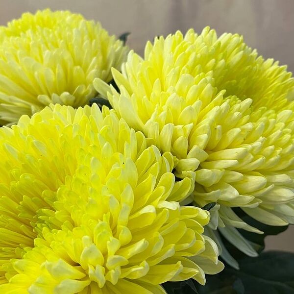 Хризантема Анастасия жёлтая