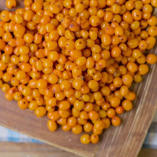 Облепиха свежая