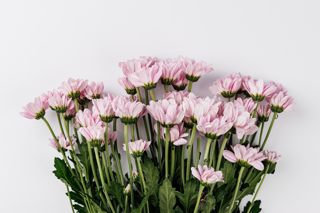 

Букет Хризантема куст., 5шт