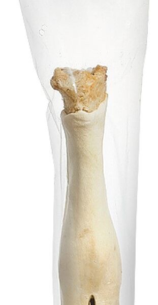 TiTBiT Нога говяжья для собак