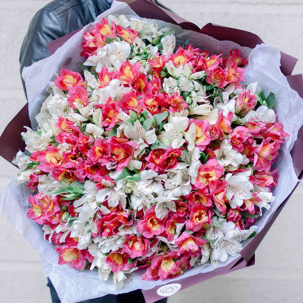 Букет из 51 белой и розовой альстромерии в бордовой пленке