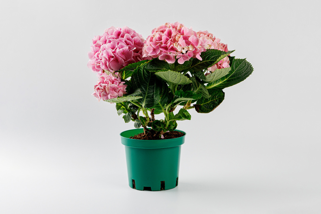 

Гортензия в горшочке 1 шт. цвет в ассортименте