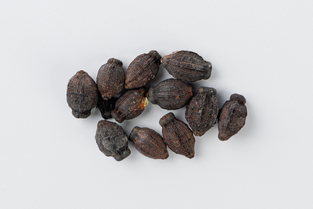 

Семена Мирабилис "Красный леденец" 1г