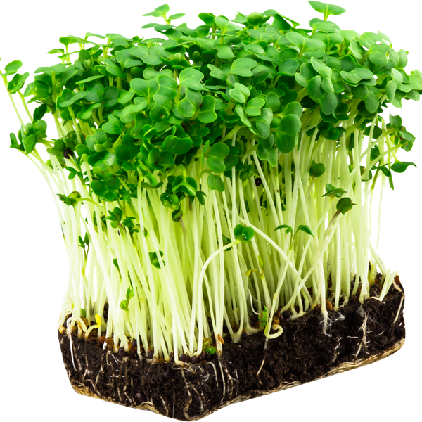 Микрозелень в горшочке Кресс-салат