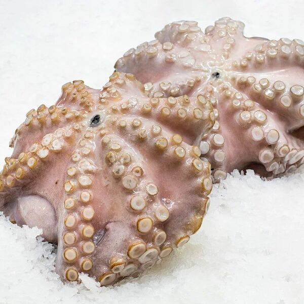 Осьминог охлажденный