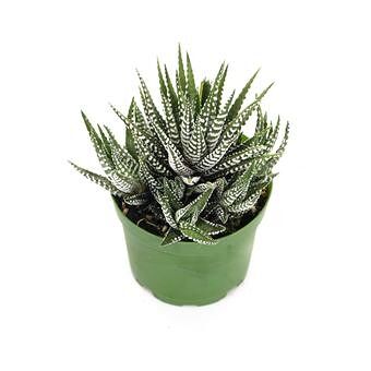 Хавортия Биг Бэнд (D-9)