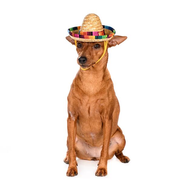 Шляпка мексиканская для кошек и собак S