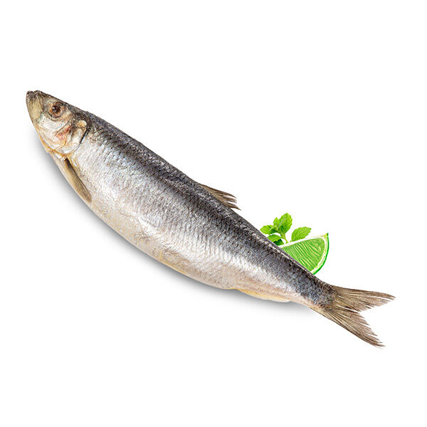 Сельдь атлантическая замороженная ОПТ