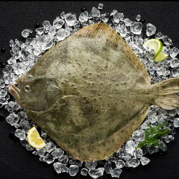 Тюрбо Атлантическая охлаждённая