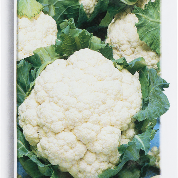 Семена ПОИСК Авторские сорта и гибриды, Капуста савойская Уралочка, 0,5г