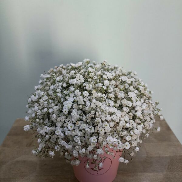 Нежная белая гипсофила в стаканчике